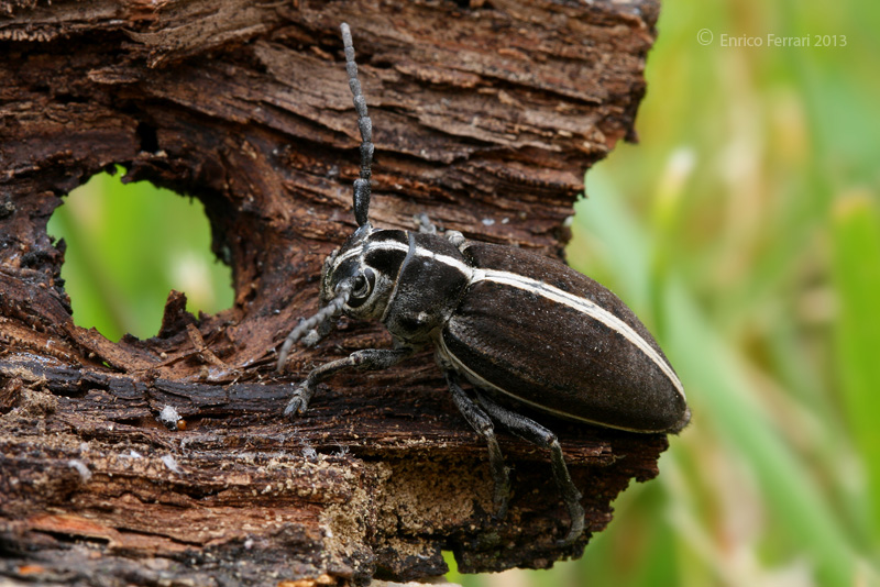 Quale Dorcadion? D. arenarium ssp. marsicanum